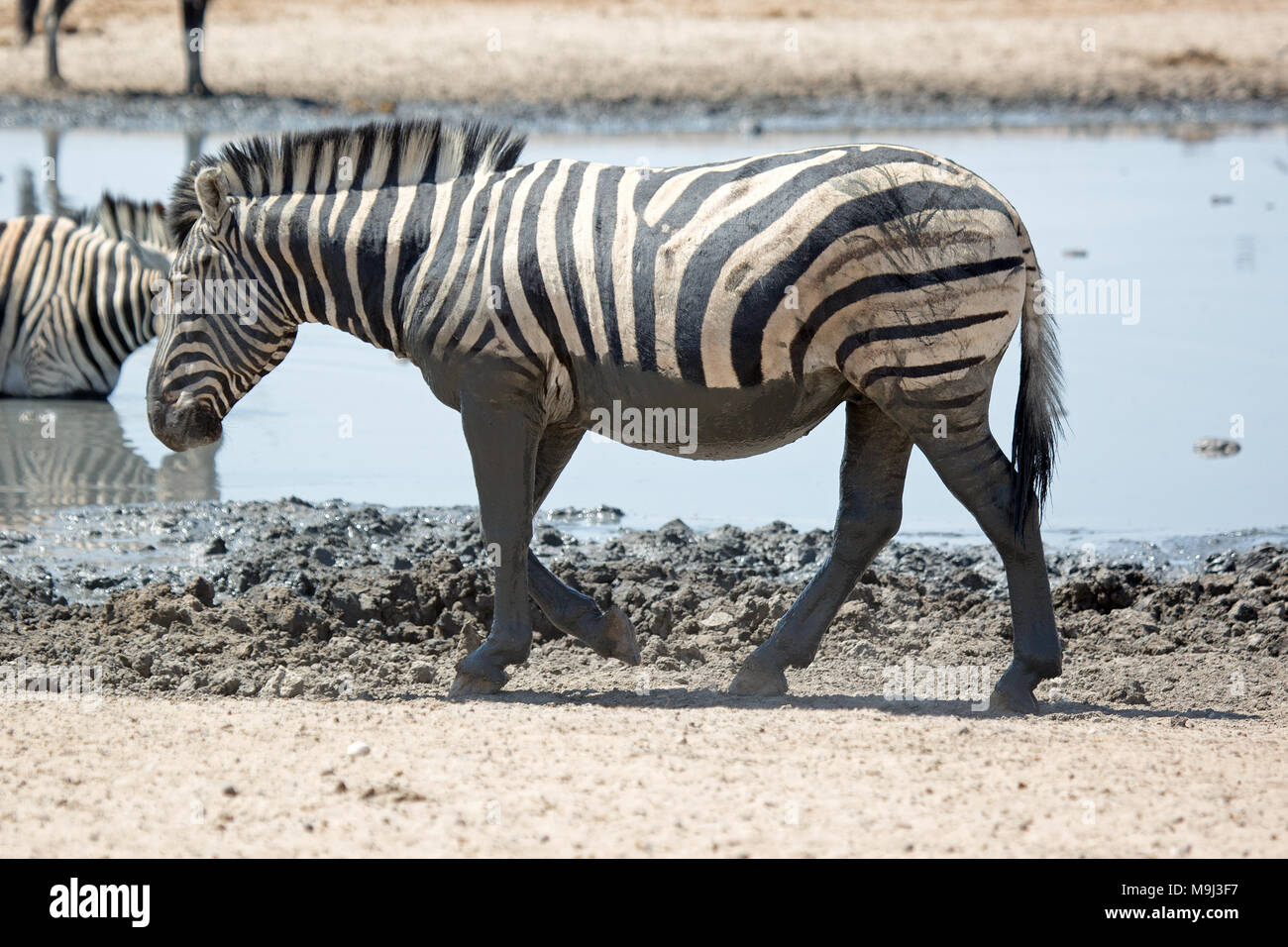 Lonely Zebra, la fauna selvatica nel parco nazionale Etosha,Namibia Africa Foto Stock