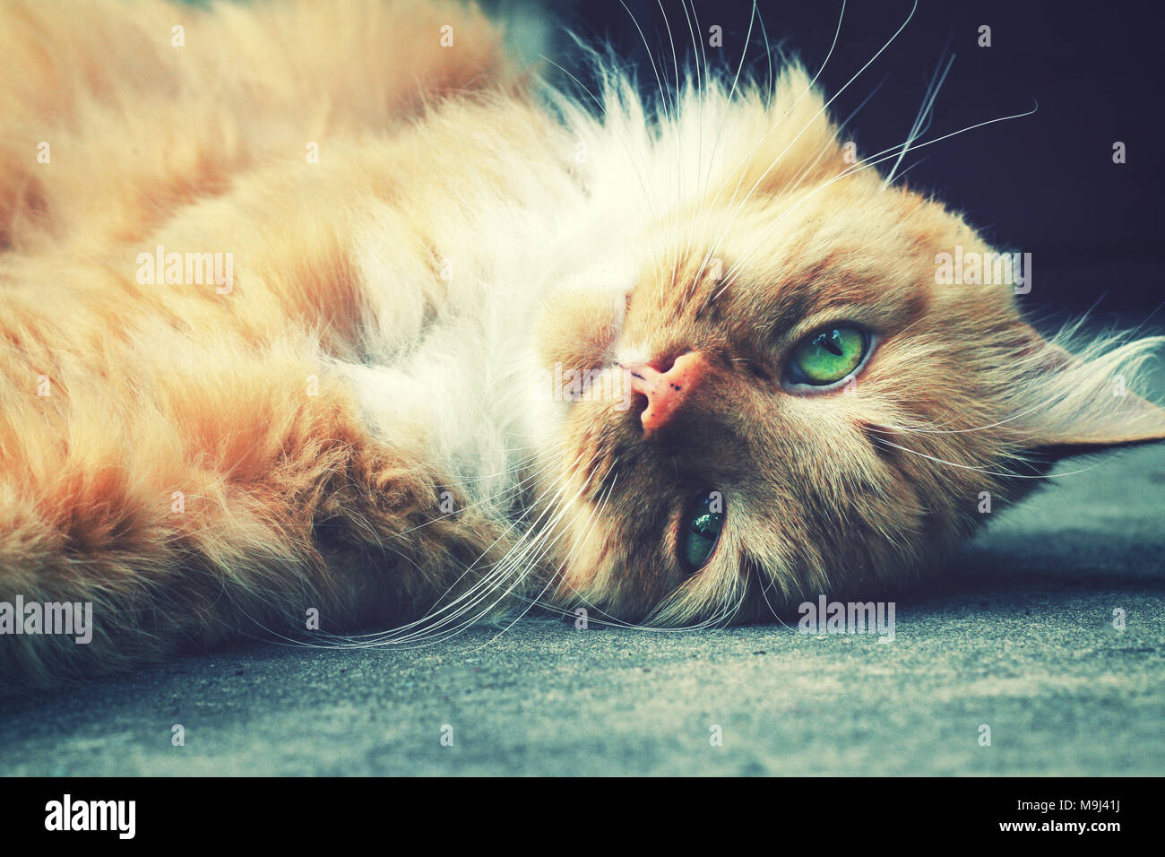 Rilassante fluffy ginger cat fissare sul terreno Foto Stock