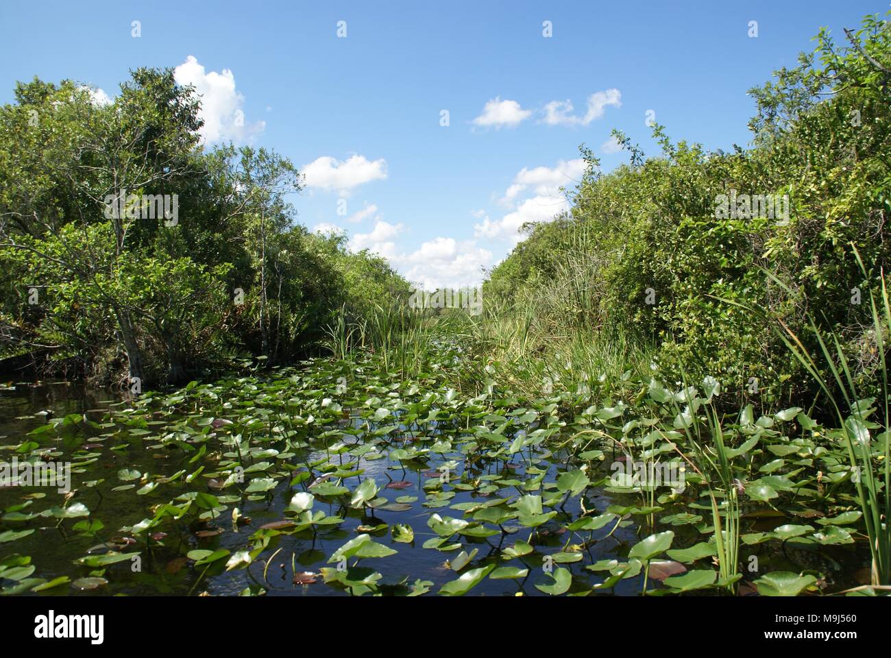 Gita in barca a Everglades della Florida, tempo soleggiato Foto Stock