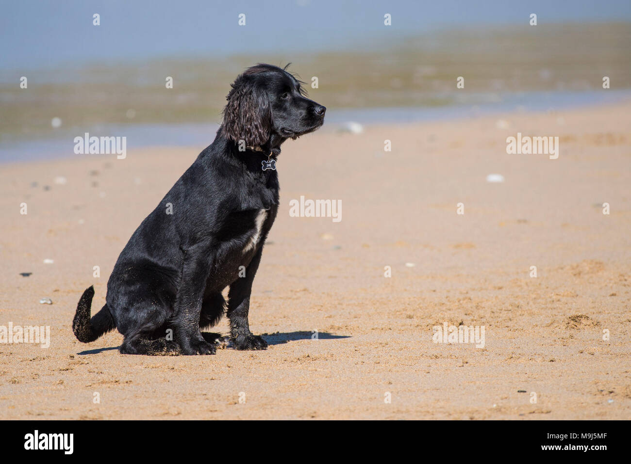 Un Labrador Springer Spaniel croce aspettando pazientemente su Fistral Beach in Newquay Cornwall. Foto Stock