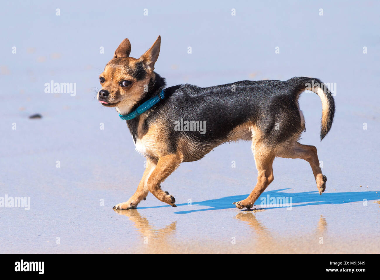 Un rivestimento liscio Chihuahua su una spiaggia. Foto Stock
