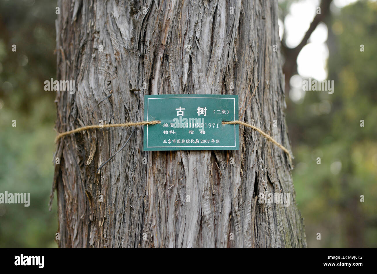 Antico albero di conservazione e segno di registrazione abbracci del tronco di un albero nel Parco Jingshan, appena a nord della Città Proibita di Pechino, Cina Foto Stock Antico albero di conservazione e segno di registrazione abbracci del tronco di un albero nel Parco Jingshan, appena a nord della Città Proibita di Pechino, Cina Foto Stock