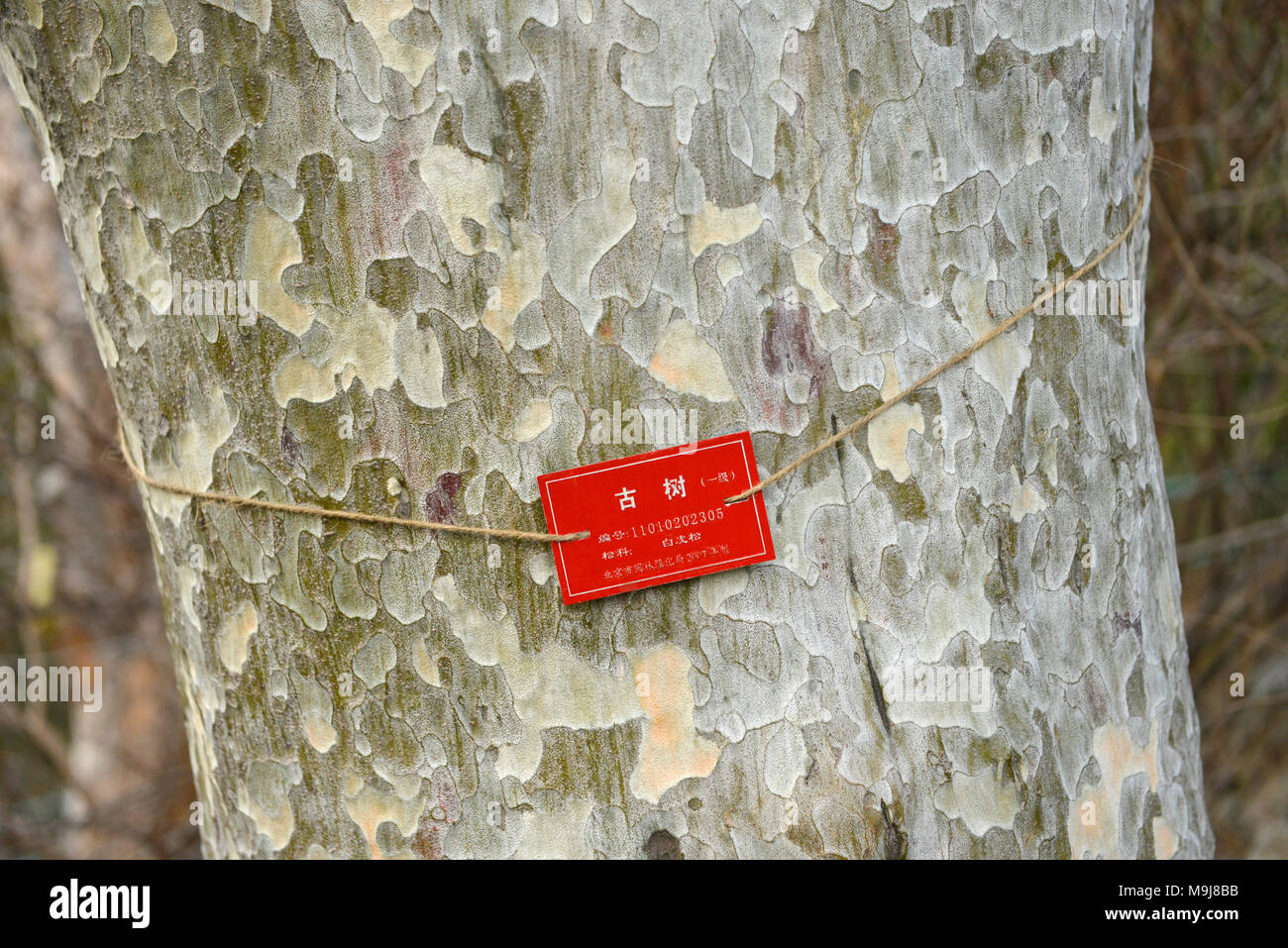 Antico albero di conservazione e segno di registrazione abbracci del tronco di un albero nel Parco Jingshan, appena a nord della Città Proibita di Pechino, Cina Foto Stock Antico albero di conservazione e segno di registrazione abbracci del tronco di un albero nel Parco Jingshan, appena a nord della Città Proibita di Pechino, Cina Foto Stock