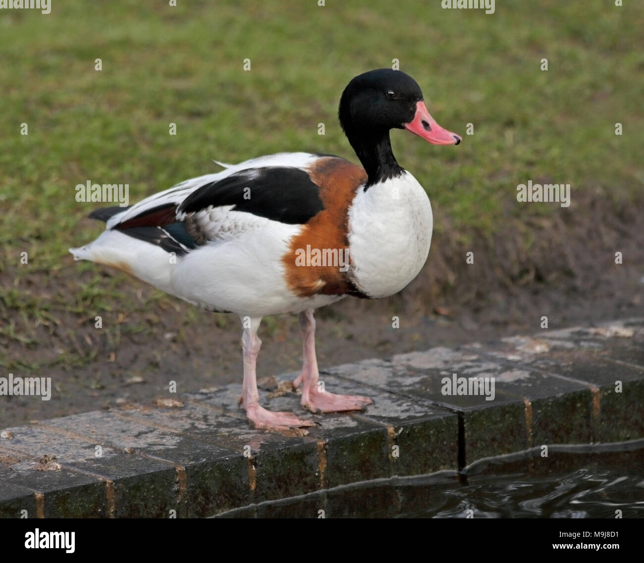 Shelduck comune (Tadorna tadorna) Foto Stock