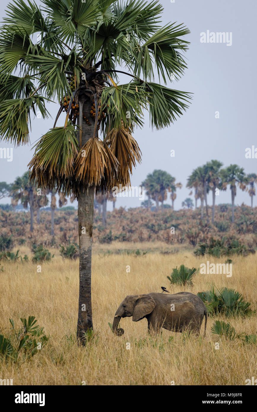 Un africano Elefante su una savana erba con palme. Foto Stock