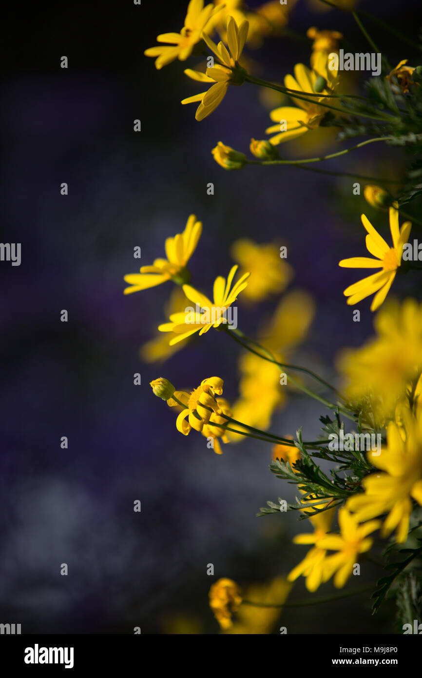Immagine del fiore giallo sulla sfocatura dello sfondo viola Foto Stock