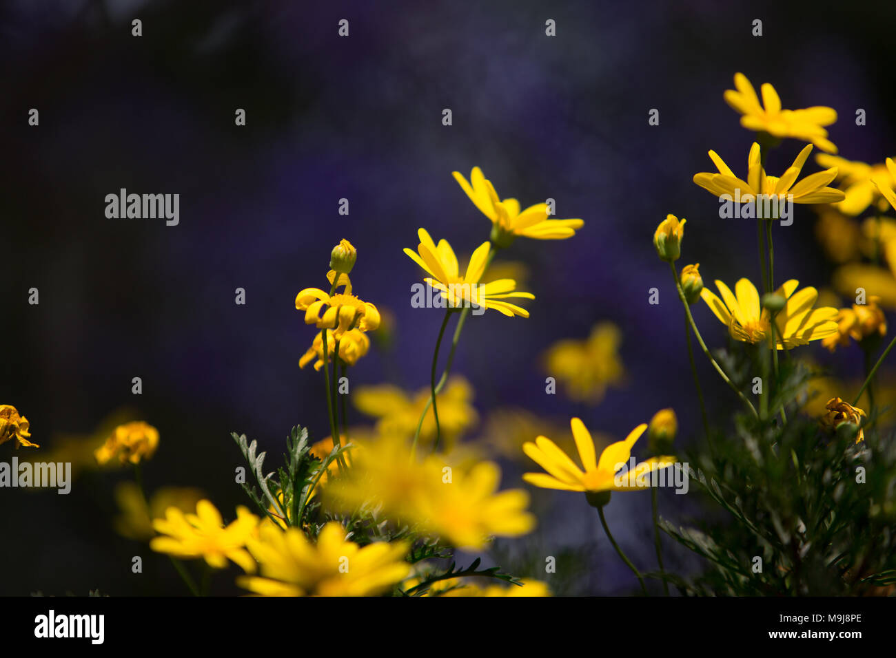 Immagine del fiore giallo sulla sfocatura dello sfondo viola Foto Stock