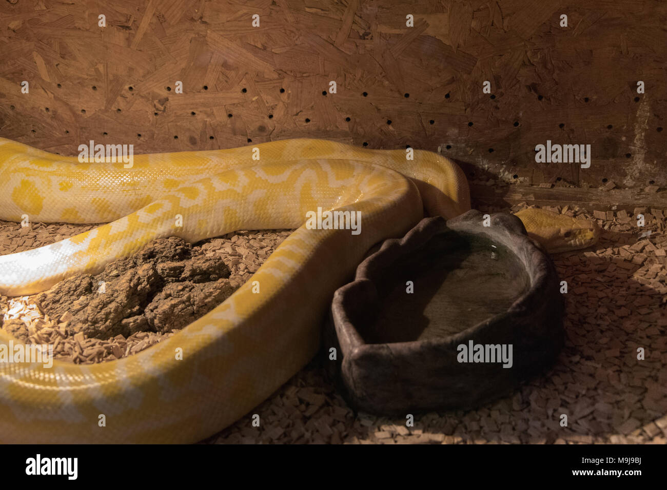 Python birmano albino nel terrarium, esotiche specie di rettili Foto Stock