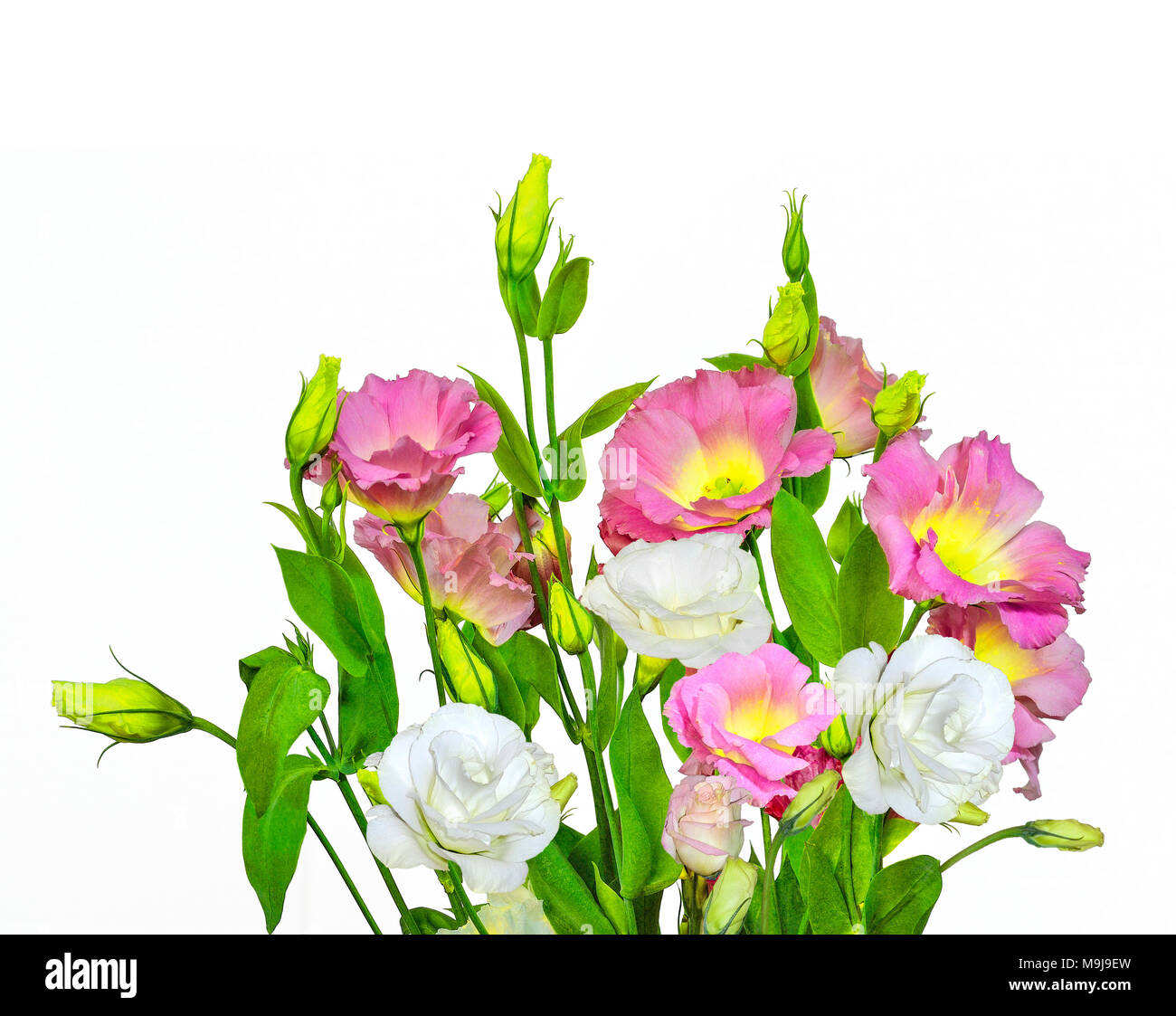 Bouquet di gara con rosa gialla e bianca Eustoma (Lisianthus) Fiori su fondo bianco isolato Foto Stock