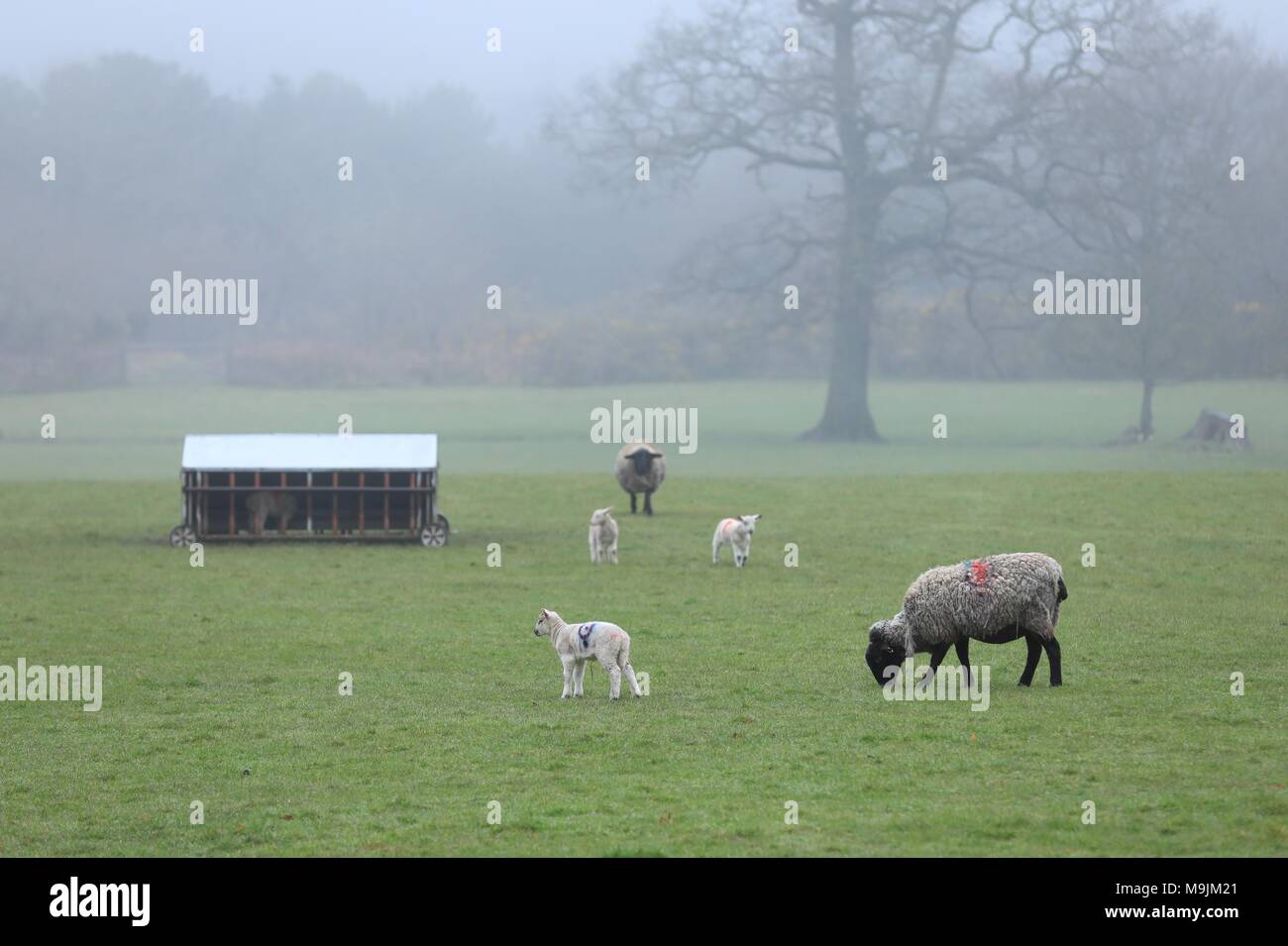 Agnelli a molla in un campo come la giornata inizia con la pioggia. Credito: Ian Jones/Alamy Live News Foto Stock