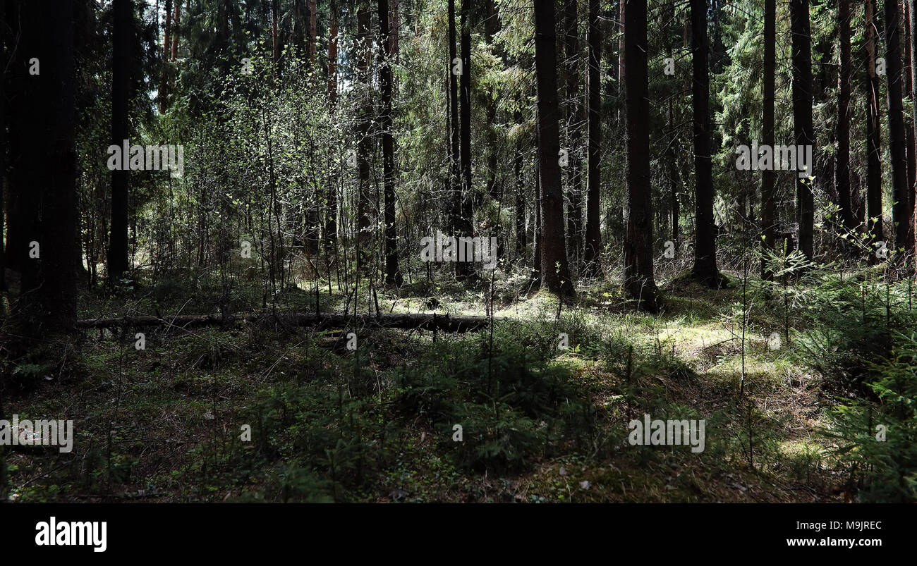 Foresta di Pini. Profondità di una foresta. Viaggio attraverso sentieri nella foresta. T Foto Stock