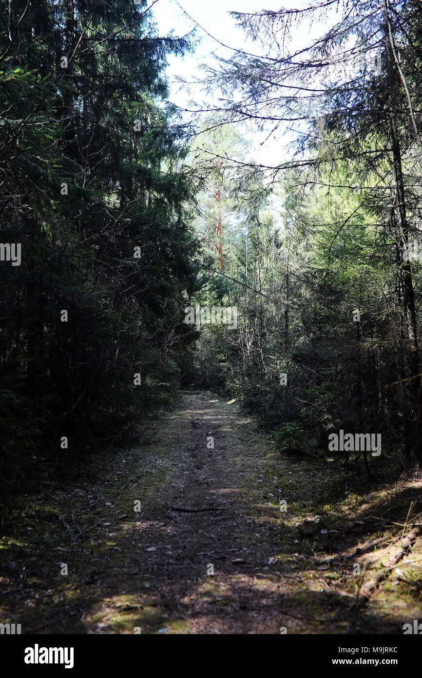 Foresta di Pini. Profondità di una foresta. Viaggio attraverso sentieri nella foresta. T Foto Stock