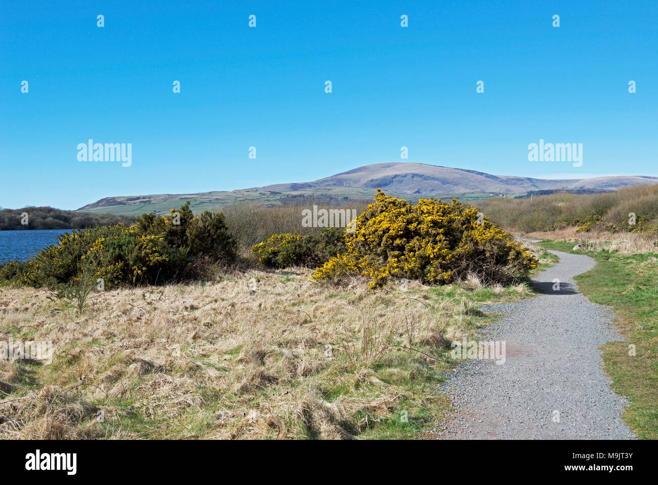 Hodbarrow, un RSPB riserva naturale vicino a Millom, West Cumbria, England Regno Unito Foto Stock