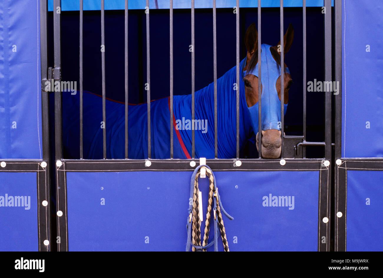 Cavallo in stallo con blu brillante coltre e le protezioni laterali Foto Stock