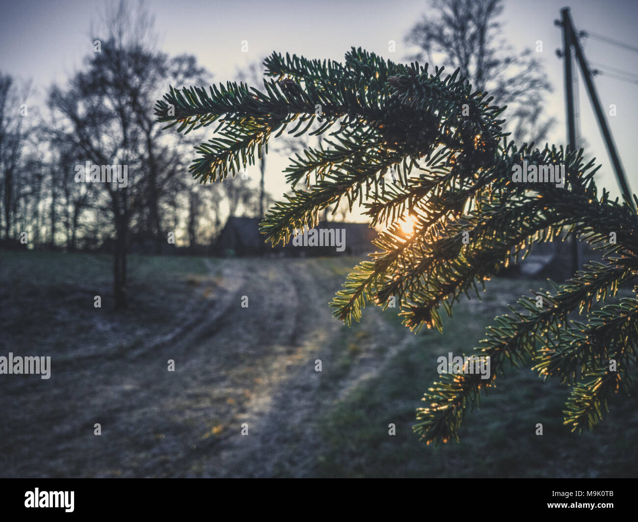 Fascio di sole che splende attraverso il ramo di inizio inverno mattina con neve sul terreno, Sunrise - look vintage modifica Foto Stock