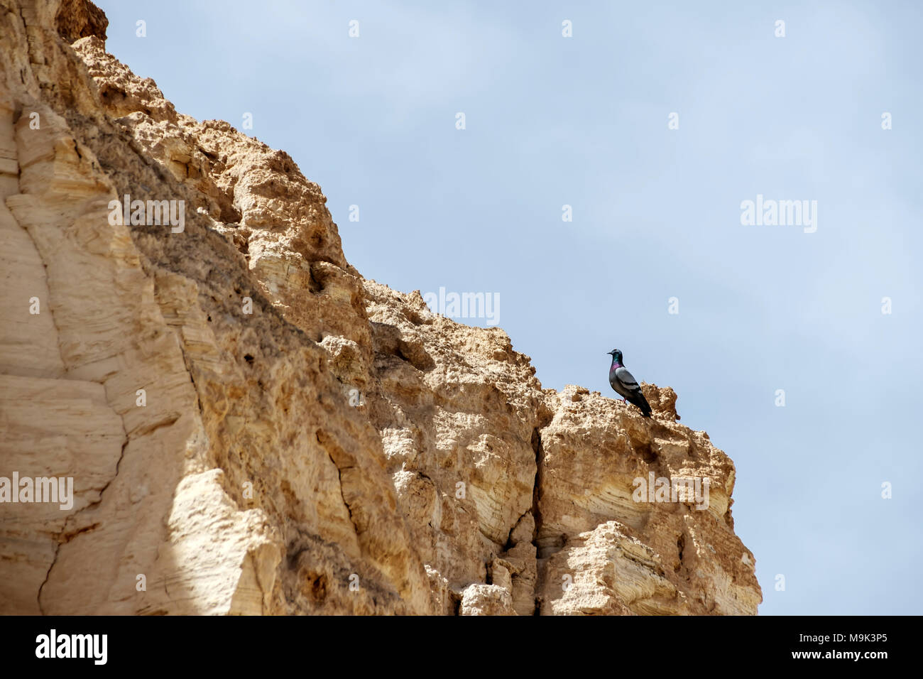 Pigeon seduto su una roccia in una gola su un mare morto Foto Stock