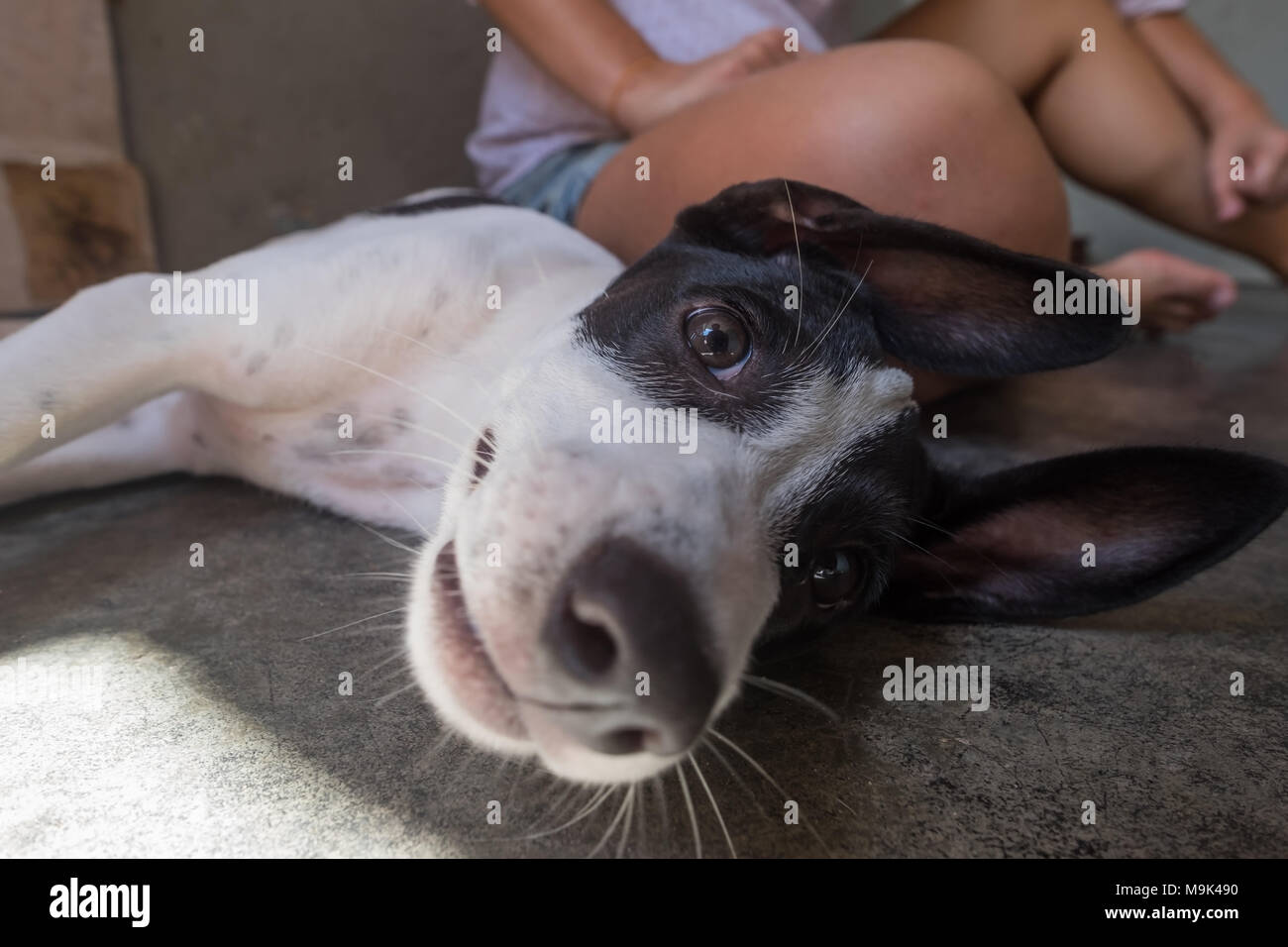 Divertente cucciolo con grandi orecchie e naso in appoggio sul terreno Foto Stock