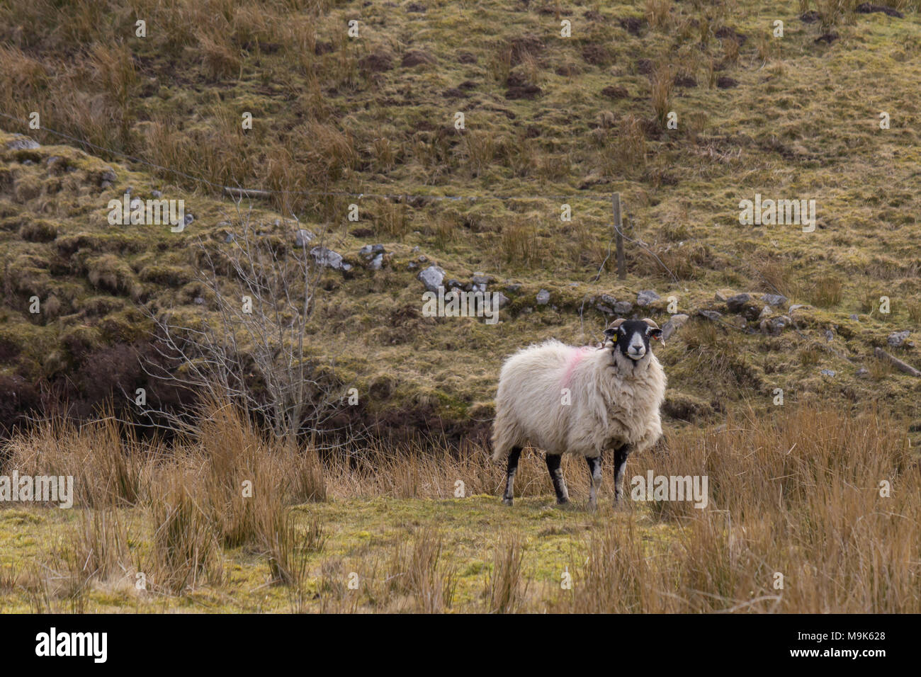 Pecora Swaledale sulla brughiera Foto Stock