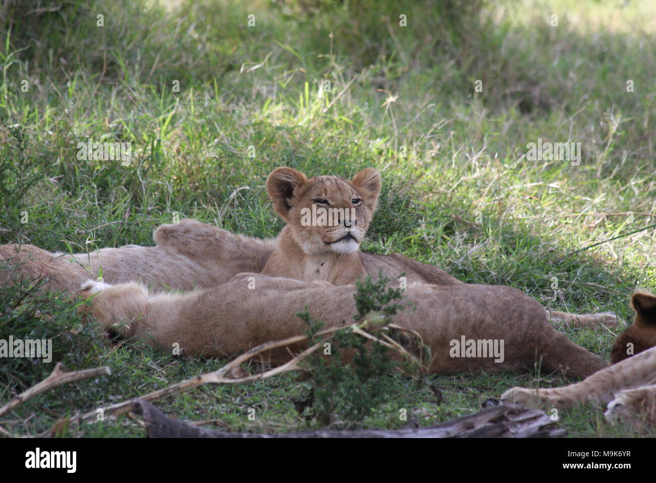 Lion cubs di riposo in famiglia orgoglio Foto Stock