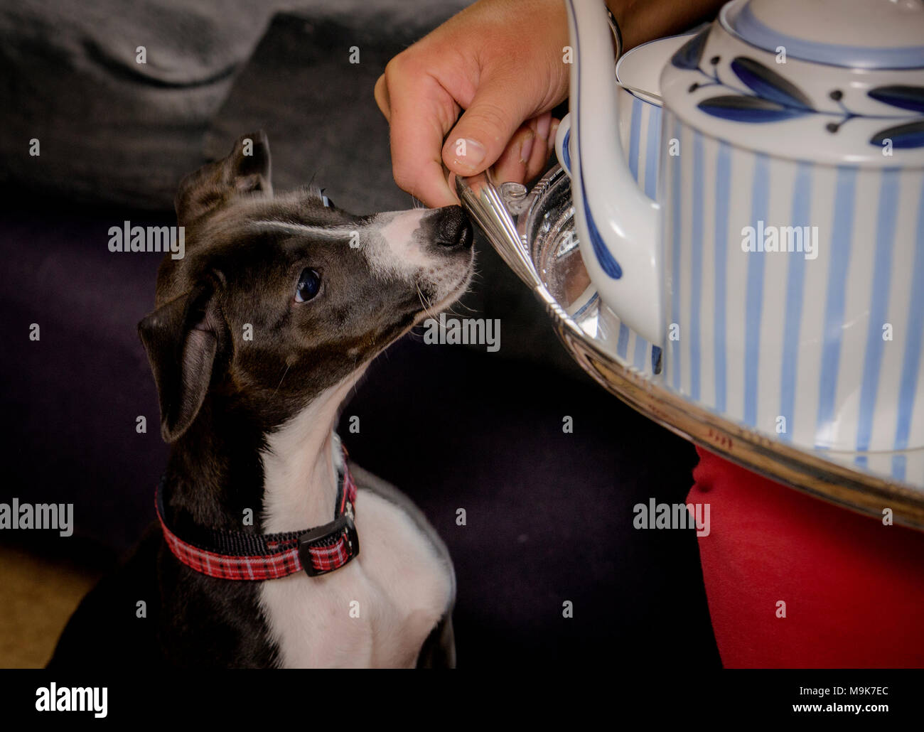 Un piccolo cane odora un vassoio con afernoon tè e dolci su di esso. Foto Stock