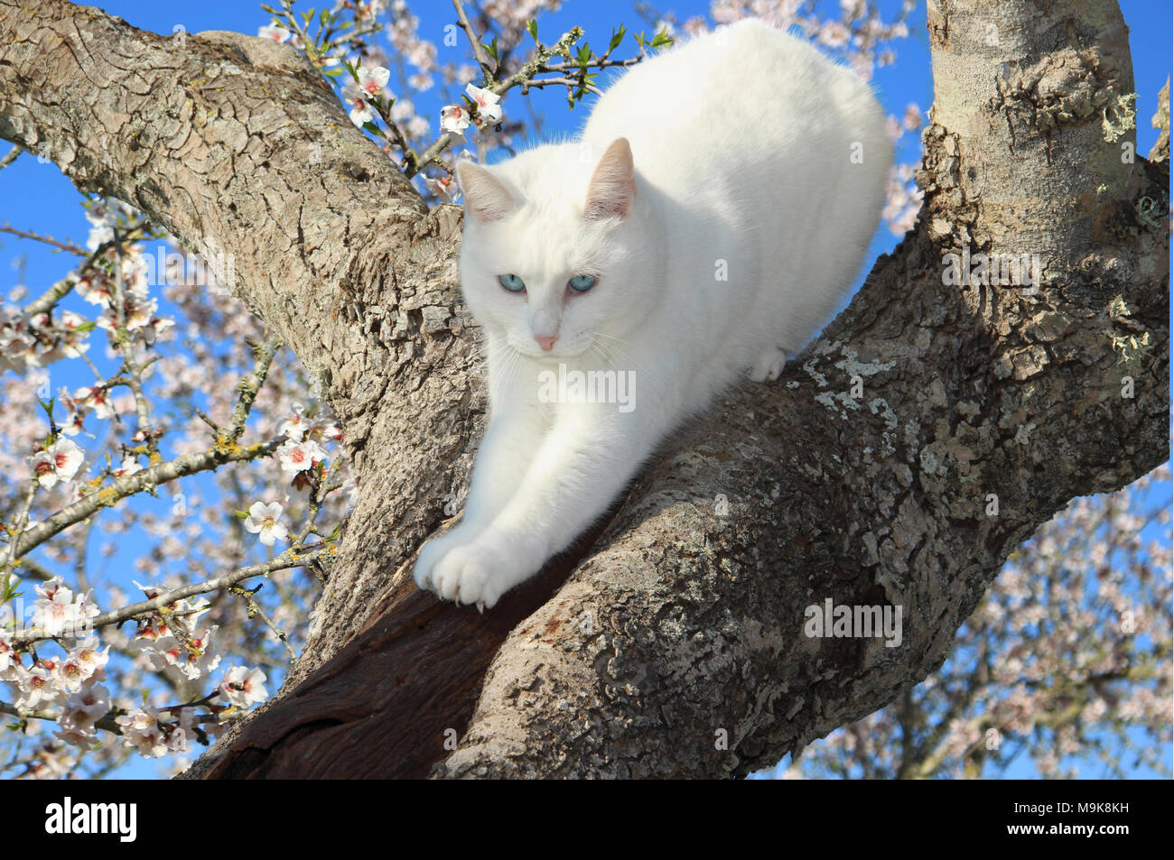 Il gatto domestico , bianco, salendo una fioritura mandorlo Foto Stock