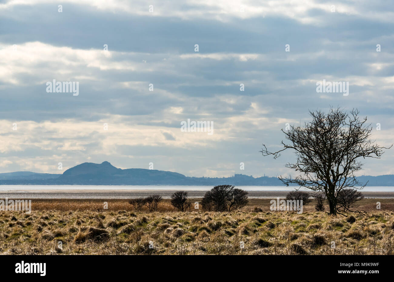 Thorn bush silhouette con Arthur' Seat e contorno di Edimburgo nella distanza da a Aberlady Riserva Naturale, East Lothian, Scozia, Regno Unito Foto Stock