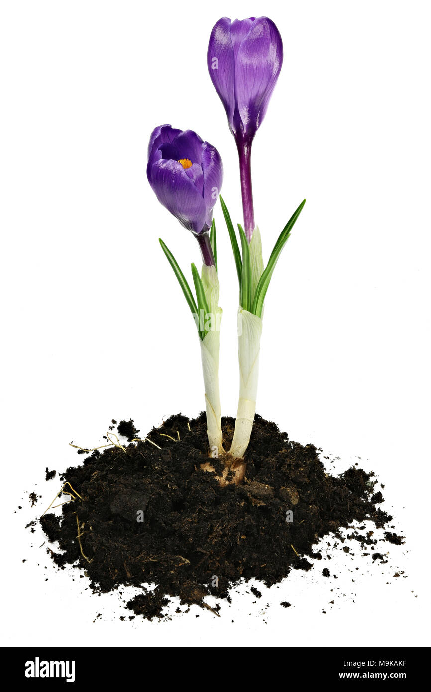 Crocus vernus isolati su sfondo bianco Foto Stock