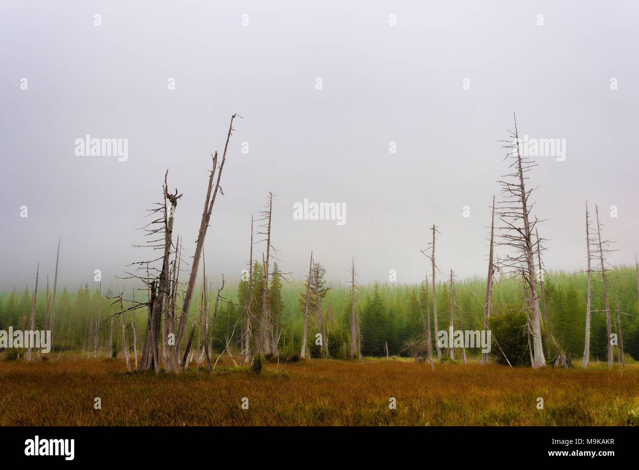 Intoppi raggiungere nella nebbia cielo in un aperto wetland prato vicino al lato nord ovest di Mt. Sant Helens a Washington. Foto Stock