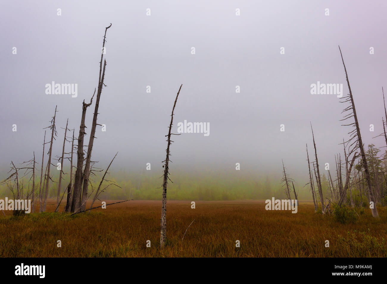 Intoppi raggiungere nella nebbia cielo in un aperto wetland prato vicino al lato nord ovest di Mt. Sant Helens a Washington. Foto Stock