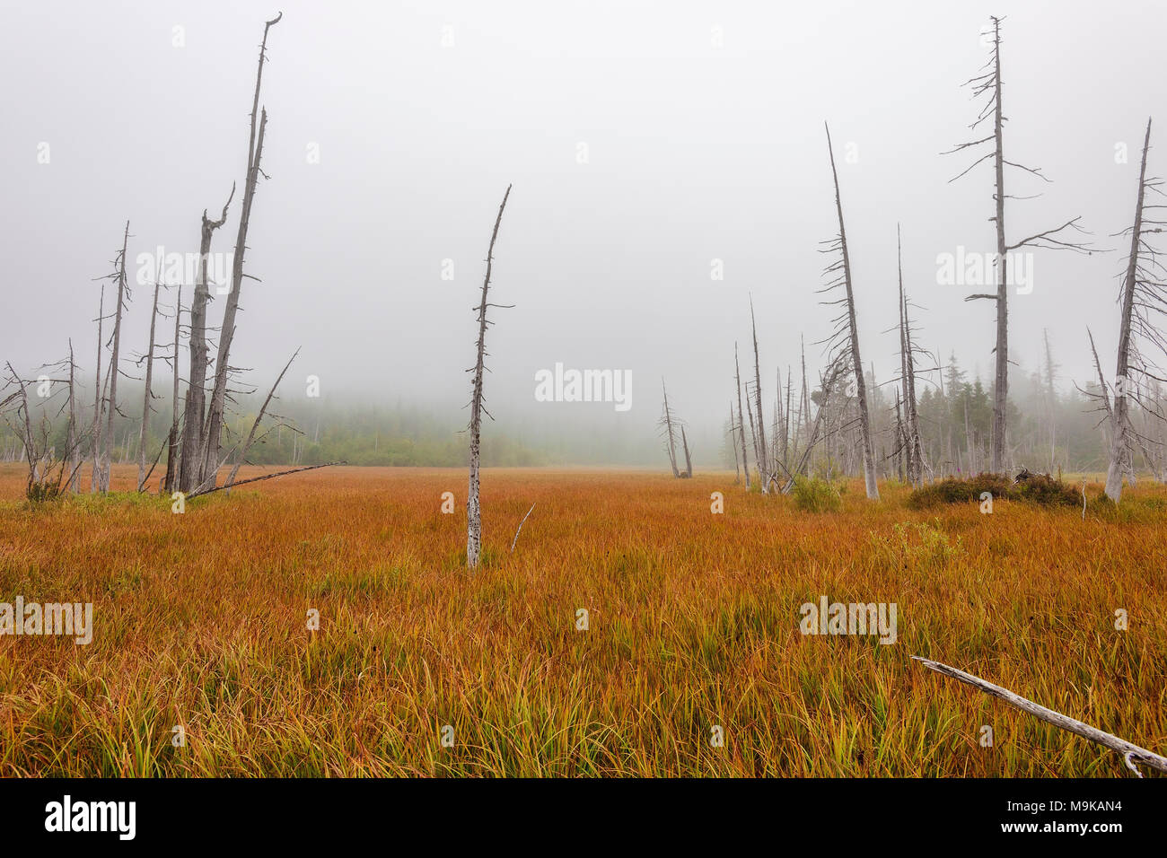 Intoppi raggiungere nella nebbia cielo in un aperto wetland prato vicino al lato nord ovest di Mt. Sant Helens a Washington. Foto Stock