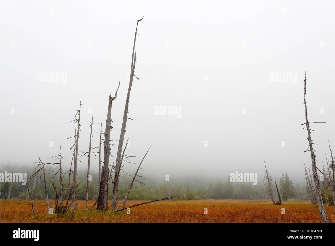 Intoppi raggiungere nella nebbia cielo in un aperto wetland prato vicino al lato nord ovest di Mt. Sant Helens a Washington. Foto Stock