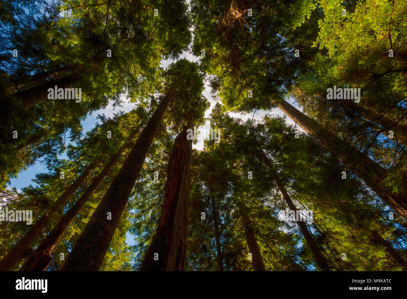 La tettoia di vecchi alberi di crescita quasi blocca la vista del cielo in Gifford Pinchot National Forest vicino a Mt. Sant Helens, Washington. Foto Stock