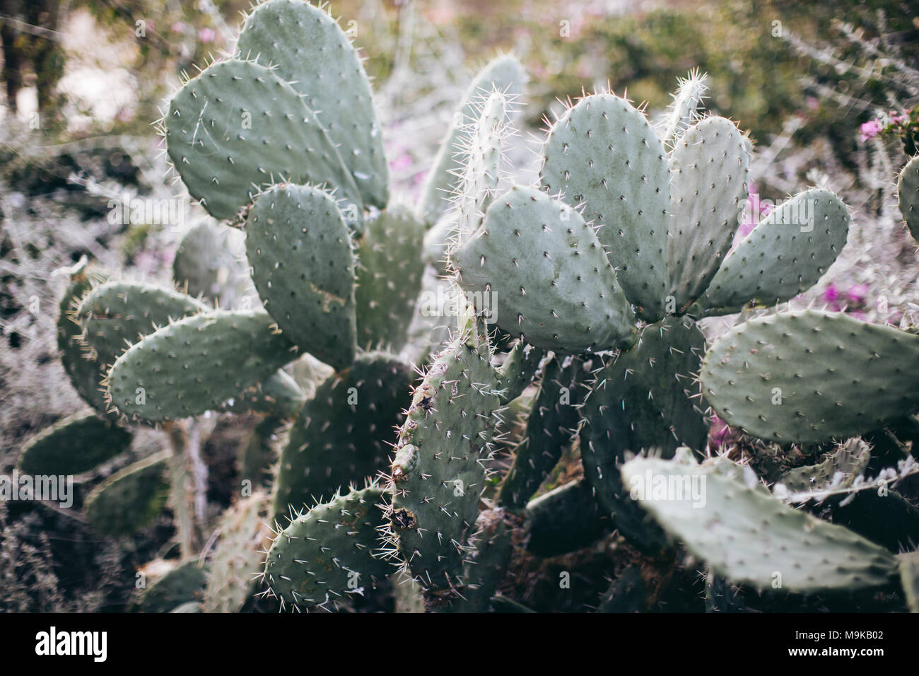 Cactus con fiori di colore rosa Foto Stock