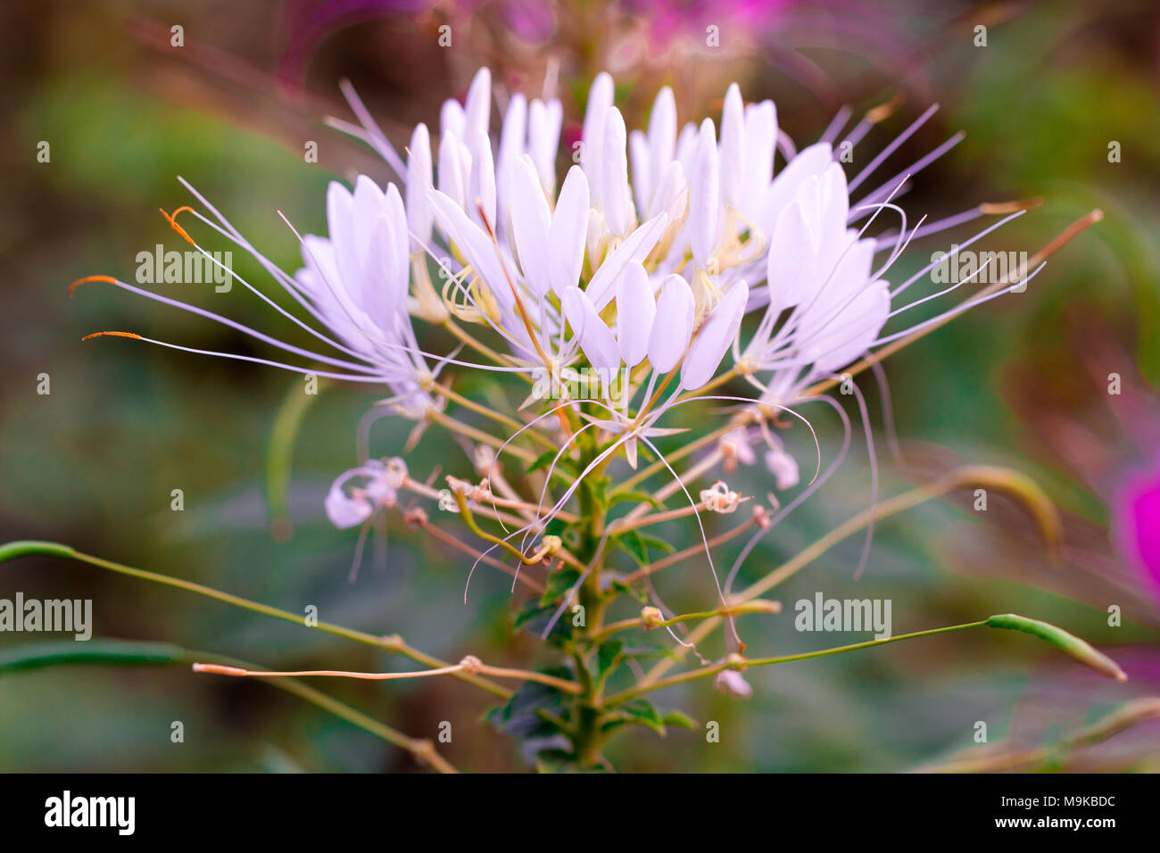 Rosa e wihite Spider flower ,Cleome hassleriana isolare in sping sumer dopo la pioggia al mattino, costo tecnico-up. Foto Stock