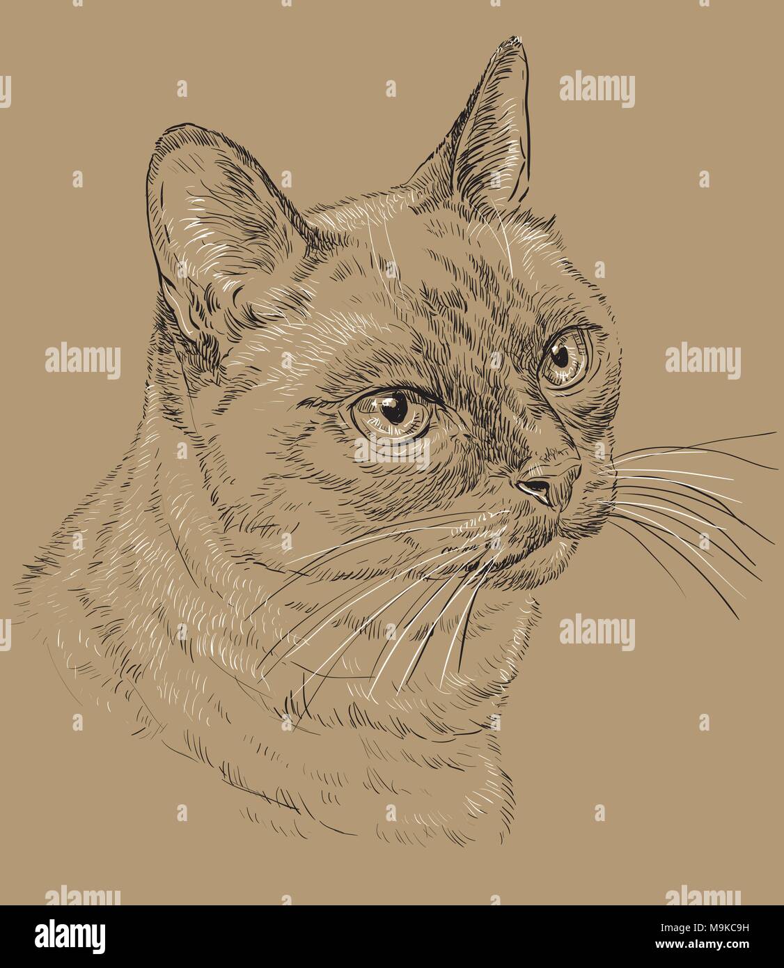 Profilo Di Vettore Ritratto Monocromatico Di Curioso Gatto