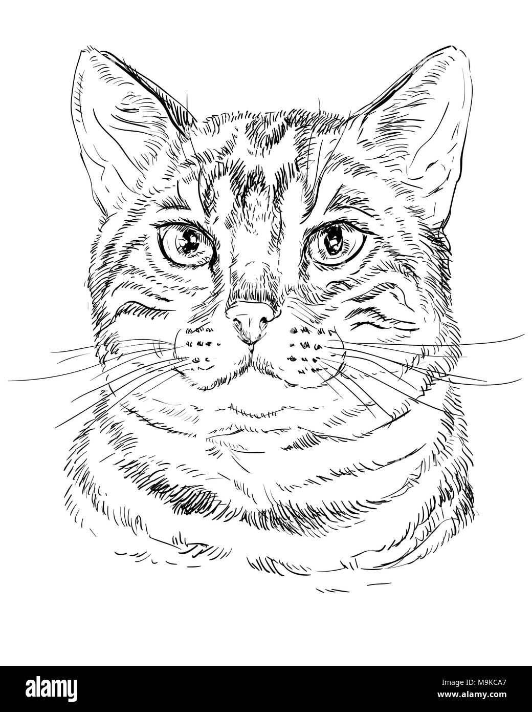 Profilo di vettore ritratto monocromatico di tabby curioso Gatto bengala in colore nero. Disegno a mano illustrazione isolati su sfondo bianco Illustrazione Vettoriale