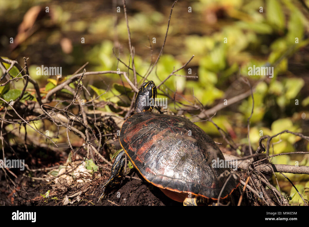 Florida ventre rosso turtle Pseudemys nelsoni con alghe sul suo guscio crogiolarvi al sole su una lunga in un stagno di Naples, Florida Foto Stock