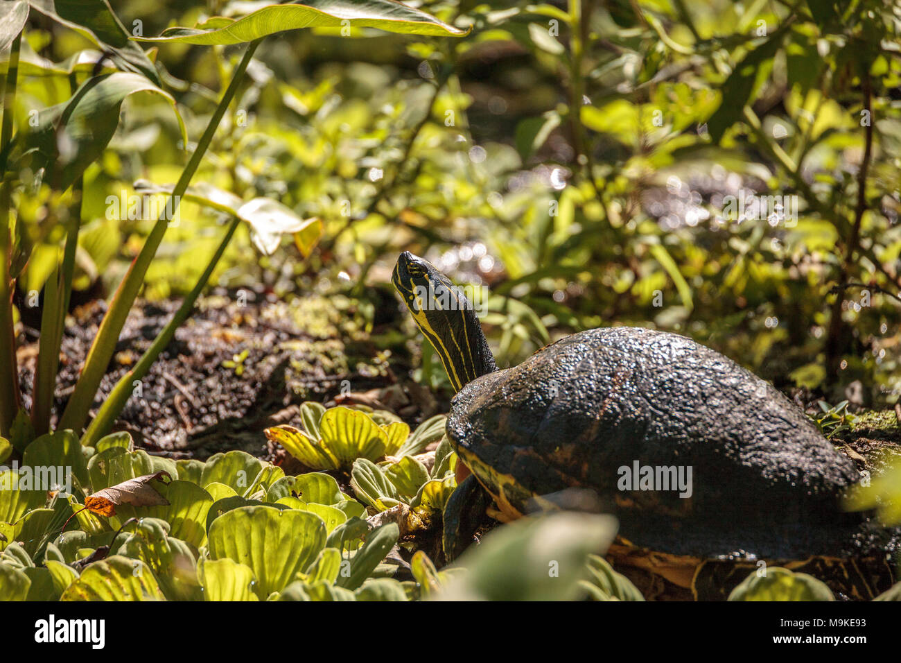 Florida ventre rosso turtle Pseudemys nelsoni con alghe sul suo guscio crogiolarvi al sole su una lunga in un stagno di Naples, Florida Foto Stock