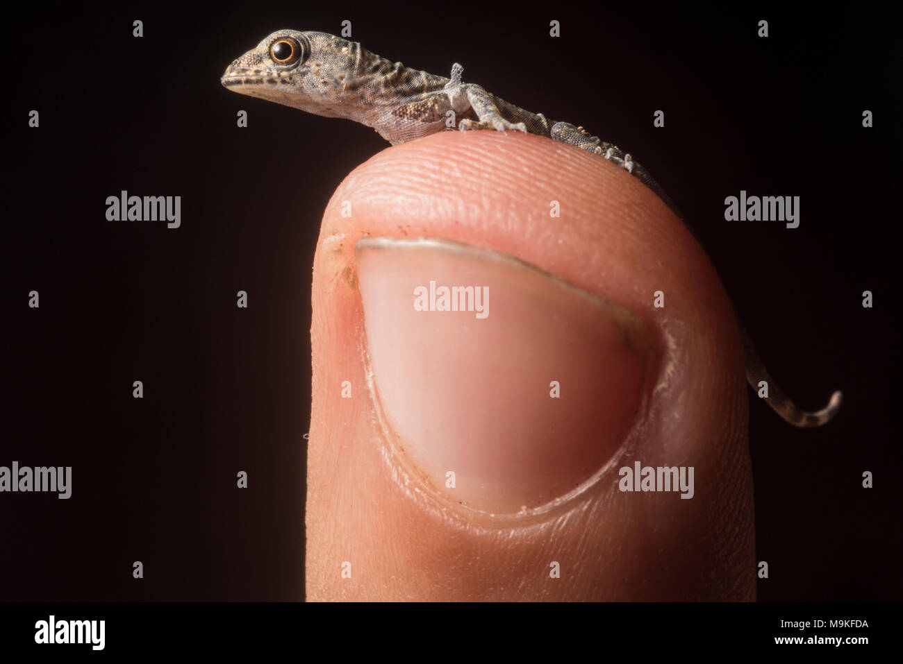 Un piccolo neo casa tratteggiata geco si siede sul mio dito punta, fotografato in Tarapoto, Perù. Foto Stock