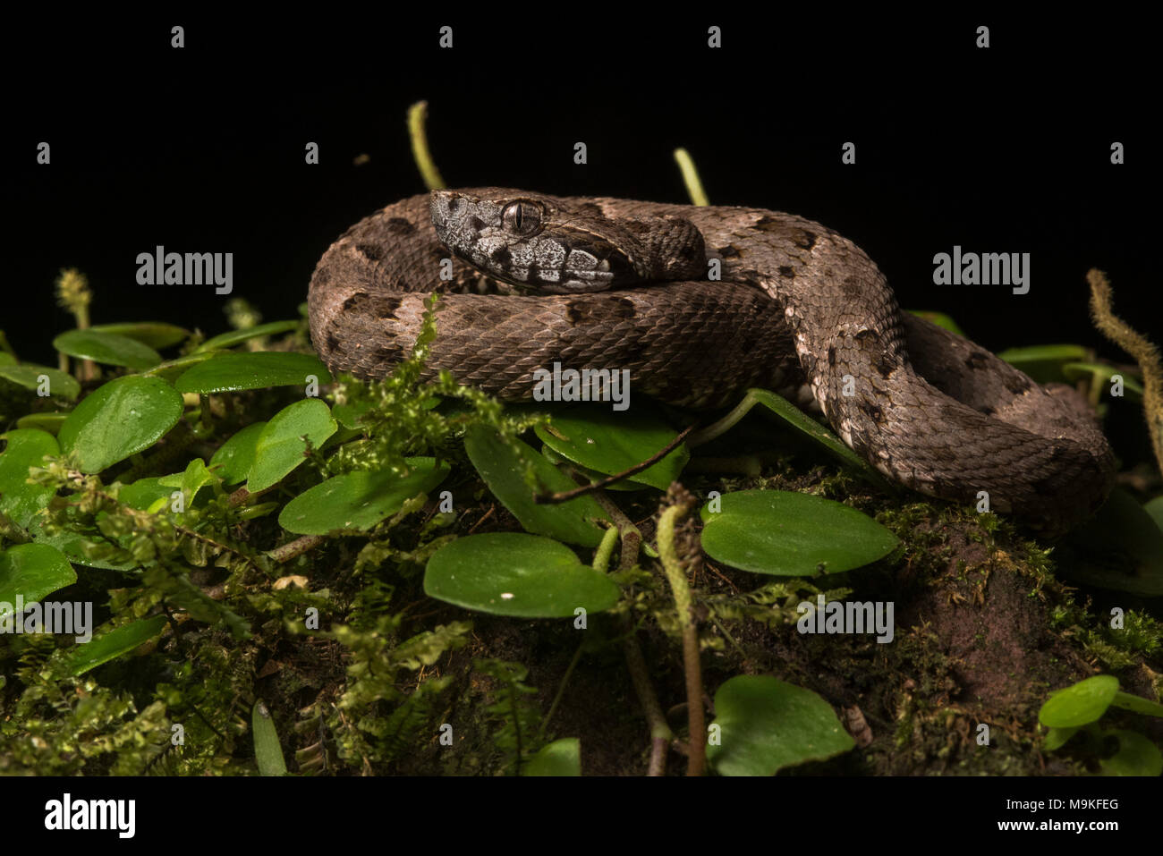 Il fer de lance (Bothrops atrox) è Sud America più pericoloso serpente. È comune e pacchetti di veleno potente, due tratti che lo rendono una fonte di preoccupazione. Foto Stock