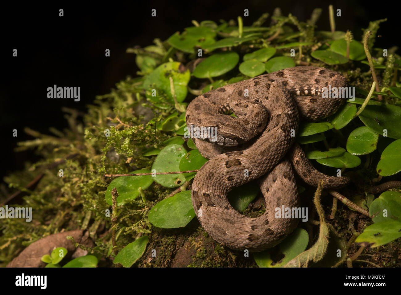 Il fer de lance (Bothrops atrox) è Sud America più pericoloso serpente. È comune e pacchetti di veleno potente, due tratti che lo rendono una fonte di preoccupazione. Foto Stock