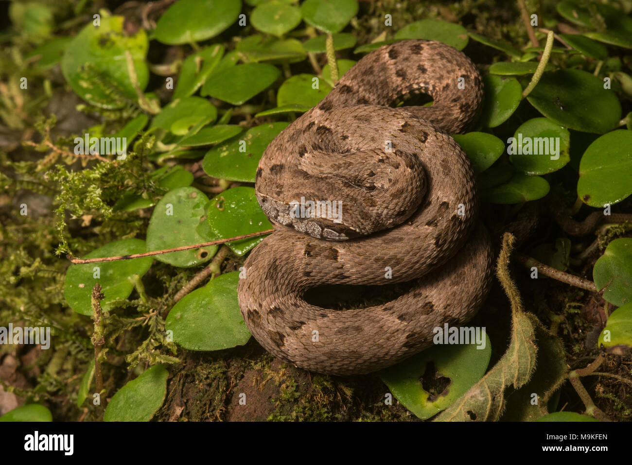 Il fer de lance (Bothrops atrox) è Sud America più pericoloso serpente. È comune e pacchetti di veleno potente, due tratti che lo rendono una fonte di preoccupazione. Foto Stock