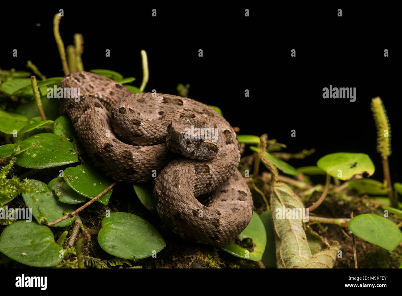 Il fer de lance (Bothrops atrox) è Sud America più pericoloso serpente. È comune e pacchetti di veleno potente, due tratti che lo rendono una fonte di preoccupazione. Foto Stock