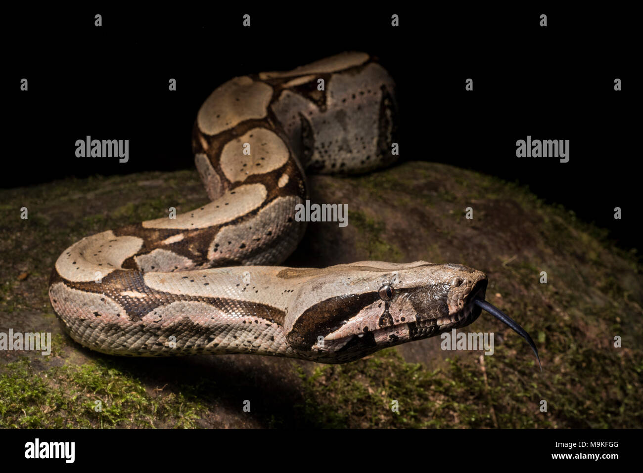 Uno dei più imponenti neotropical serpenti, il Boa constrictor! Una grande e bella Snake questo è stato trovato nella giungla del nord del Perù. Foto Stock