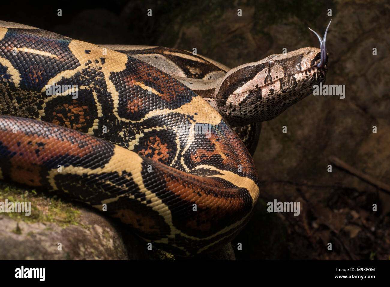 Uno dei più imponenti neotropical serpenti, il Boa constrictor! Una grande e bella Snake questo è stato trovato nella giungla del nord del Perù. Foto Stock