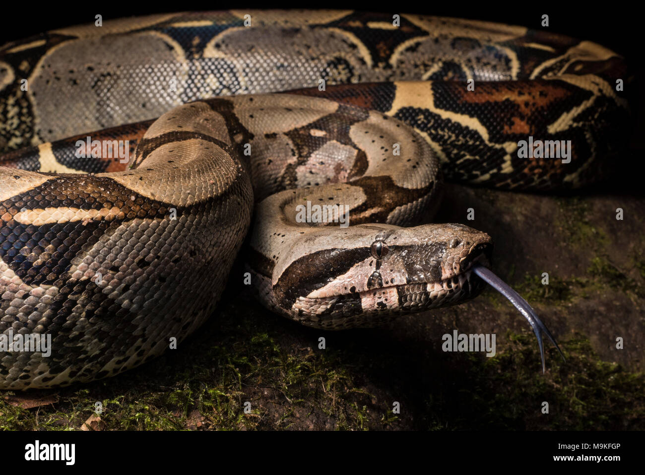 Uno dei più imponenti neotropical serpenti, il Boa constrictor! Una grande e bella Snake questo è stato trovato nella giungla del nord del Perù. Foto Stock