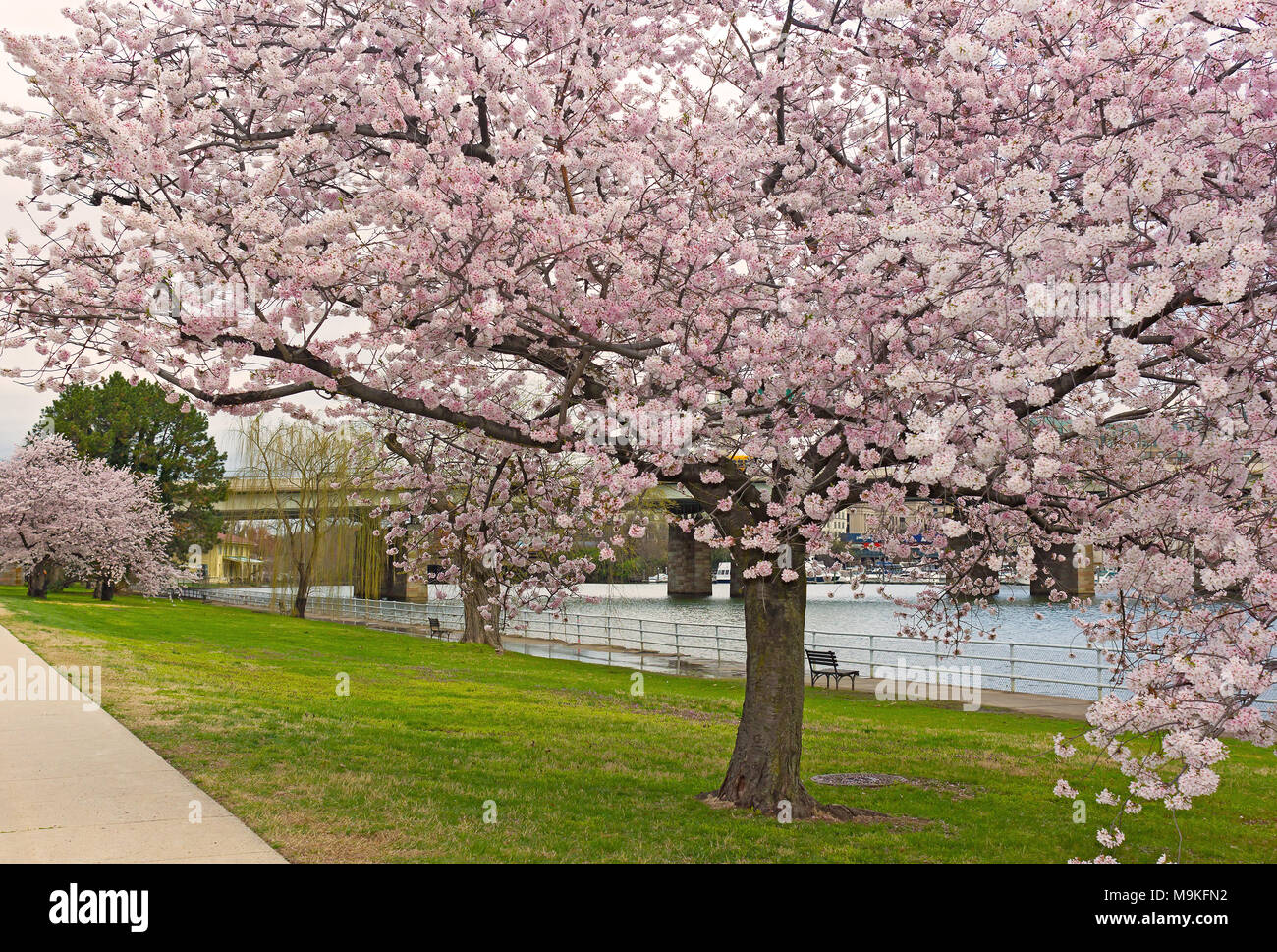 Coppia albero ciliegio a pieno fiore vicino all'acqua, Washington DC, Stati Uniti d'America. Una bellezza di alberi di ciliegio che la fioritura Foto stock - Alamy