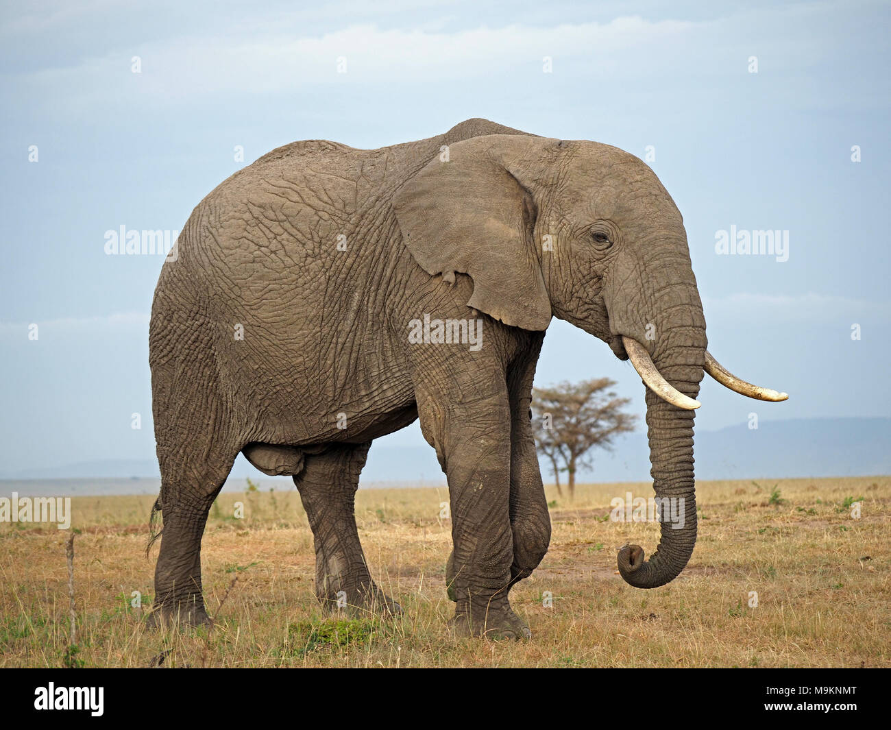 Grandi bull bush africano Elefante africano (Loxodonta africana) sulle pianure del Masai Mara, Kenya, Africa Foto Stock