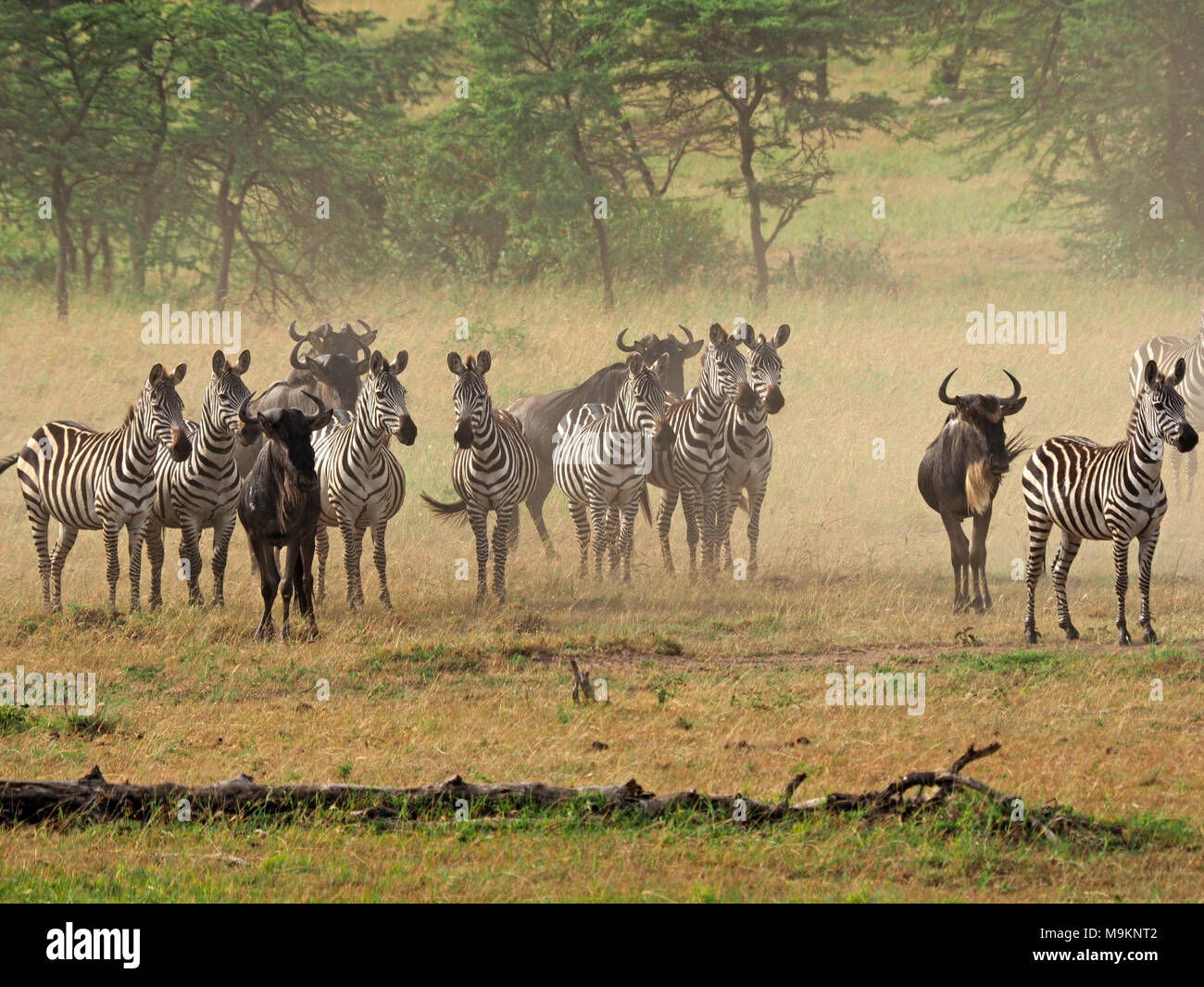 Polveroso mandria di gnu (Connochaetes taurinus) & zebra (Equus quagga) guardare indietro a waterhole dopo la fuga di Lion in agguato il Masai Mara, Kenya Foto Stock