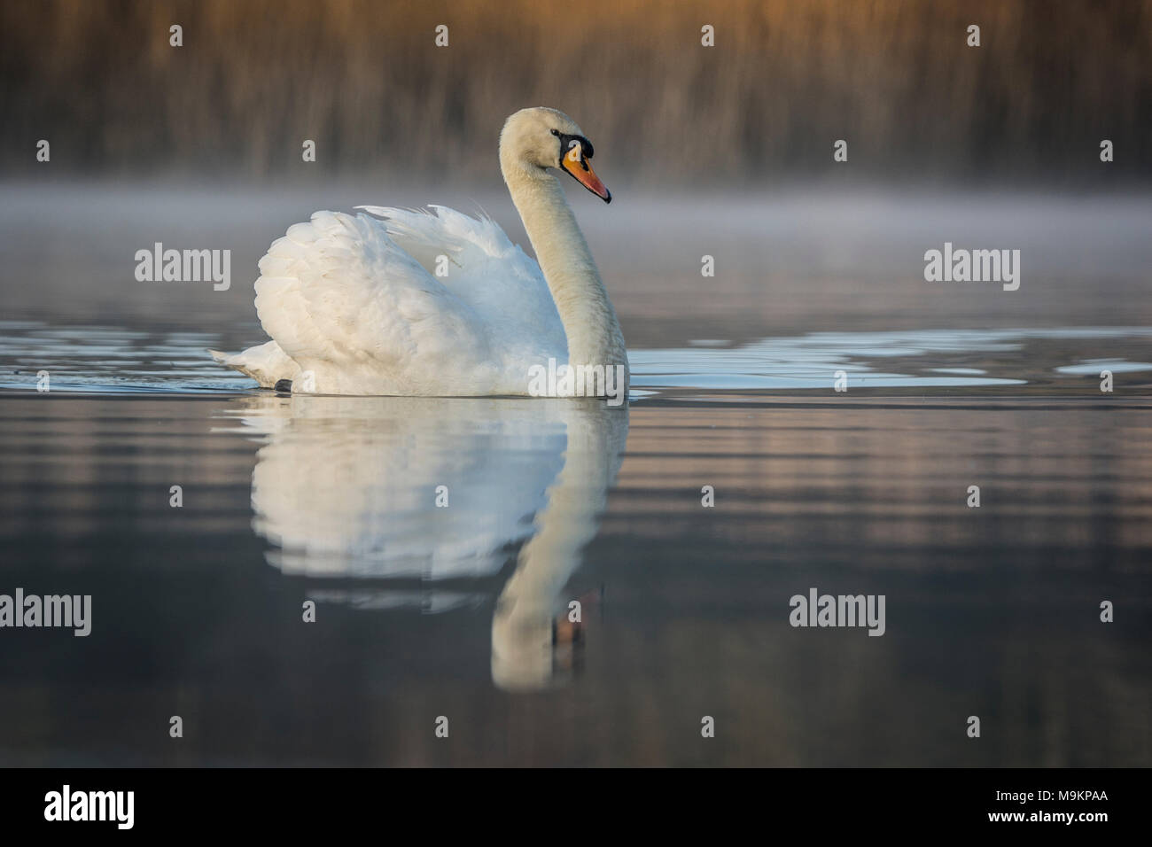 Swan all alba di un lago di nebbia di mattina. Foto Stock